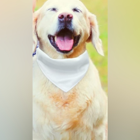 Chewy Vuitton dog collar bandana - Picture 7 of 7